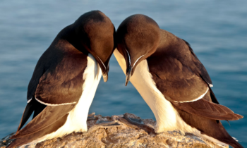 Happy New Year! Join us in promoting Peace, Tolerance & Sustainable development by volunteering / Volunteerism <br>Those who get involved become part of our movement that shows: 👉Knowledge knows no borders — and neither does integration.