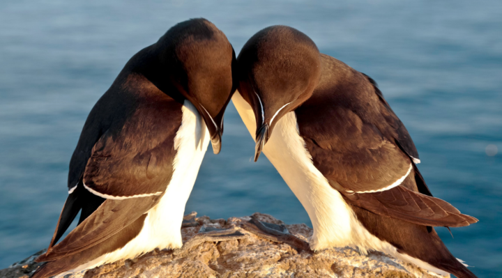 Happy New Year! Join us in promoting Peace,  Tolerance  & Sustainable development by volunteering / Volunteerism <br>Those who get involved become part of our movement that shows: 👉Knowledge knows no borders — and neither does integration.